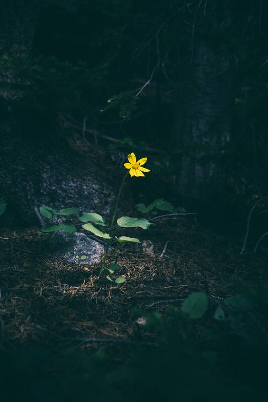 single yellow flower growing in rocks