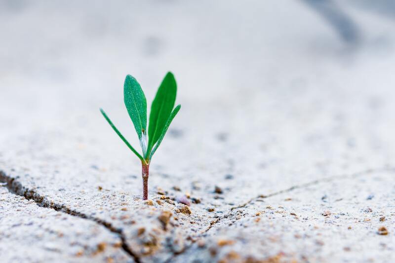 tiny plant sprouting in sand