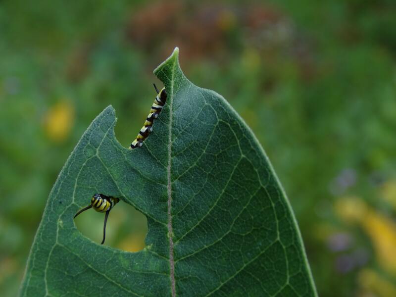 monarch caterpillar eating milkweed